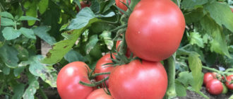 ТИТАНИК F1: Крупные и сочные розовые помидоры для стеклянных теплиц